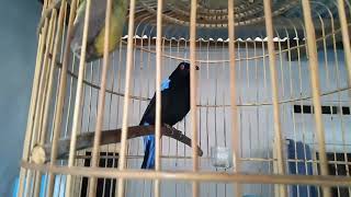 Kicauan Burung Cucak Biru Gacor