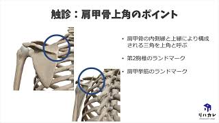 肩甲骨上角の触診のコツ［骨の触診］