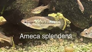 Species Profile Ep 2: Ameca splendens #goodeids #criticallyendangered  #rarelivebearer #rarefish