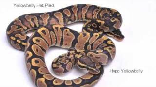 Morphs 101 - Hypo Yellowbelly