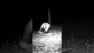 Badger on trail camera British wildlife #shorts