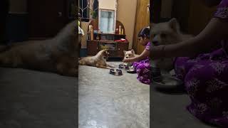😊 ঠিক দেবে তবুও আগে নাটক করা চাই বদ্দির।