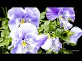 Timelapse Pansy Blooming Flower