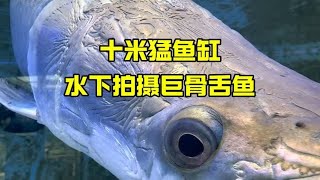 十米猛鱼缸，水下拍摄巨骨舌鱼