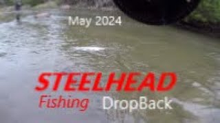 Steelhead Action in Dirty Water Steelhead Fishing Dropback May 2024#steelheadfishing