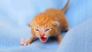 Newborn Kittens Meowing 😍 Baby Cats Meowing MEOW MEOW