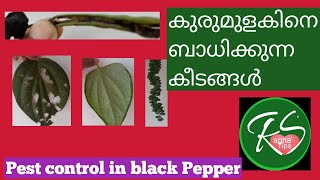 Pest control in black pepper, കുരുമുളകിനെ ബാധിക്കുന്ന കീടങ്ങൾ