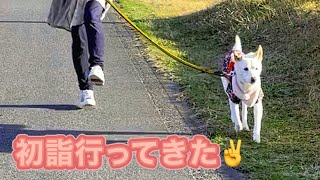 【犬】年明けに初詣行ったワンコ達🐶