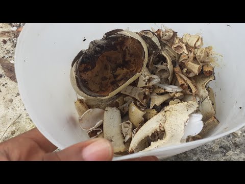 Are crab shells made of calcium?