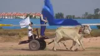 ប្រណាំរទះគោ Cow Racing in Cambodia  Siem Reap