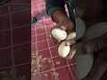 eggs magic trick.... ডিম দিয়ে জাদু।