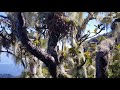 epiphytes living on a tree in the blue mountains