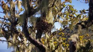 Epiphytes living on a tree in the Blue Mountains