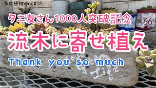 【多肉植物Vlog#35】流木寄せ。1000人突破感謝の寄せ植え❣️