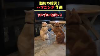 SNSで7.9億回バズった動物ハプニング動画7選！7Animal Happenings Videos That Got 790 Million Buzz on SNS!#犬#猫#動物#shorts