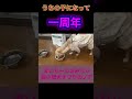 うちの子になって1年記念日『チワワのノア』 shorts