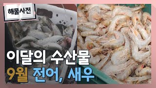 [이달의 수산물] 9월 전어, 새우