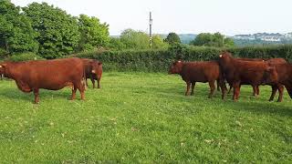 A #Crackin evening with the Red ruby cattle...