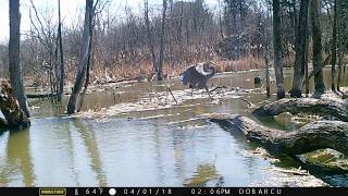 20180401 140652 Great Blue Heron flies in