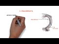 anatomy of retina mnemonic for 10 layers