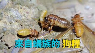 公然向我拋狗糧 調教婚飛白蟻 探索它們的未知行為#白蟻 #科普知識 #娛樂