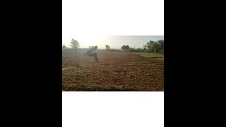 Gujarat forest long jump(15-fut)