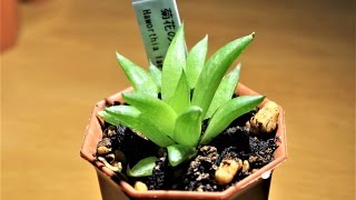 11.Haworthia laetevirens  菊花の舞  succurent plants