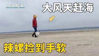 頂著大風去趕海，發現大量辣螺被刮到網邊，阿富趕海抓到過癮【小漁趕海v】