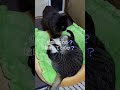 【野良猫😽風太郎と保護猫😽ちちこ】仲良しなのかなぁ😅