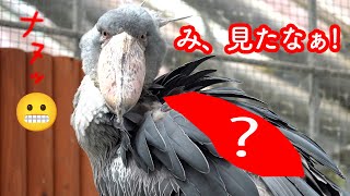 背中の秘密♡ハシビロコウふたばちゃん!【夏のふたば2024-3】Futaba,the Shoebill   Summer 2024-3 掛川花鳥園