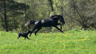 Cecilie Schilbred vlog17 - Skolestart for unghestene