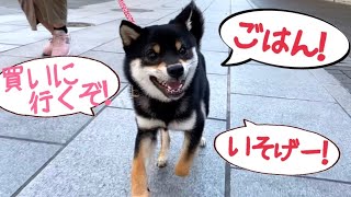 【豆柴】お散歩中の突然の猛ダッシュがスゴい！その先にはごはんが。。？ “柴犬”  Shiba Inu dogs puppy who suddenly dashes during a walk