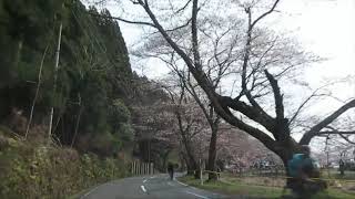 海津大崎の桜並木