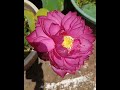 4 types peony lotus amery peony white peony red peony yellow peony ഒരുമിച്ചു താമരകൾ കാണാം