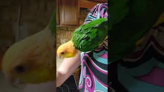 Chef Jester #Caique #parrot #bird #cooking #funny #fyp