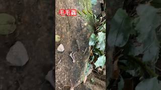 漂亮的毛毛蟲🐛