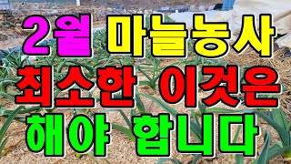 마늘2월 3월에 해야할 4가지일 / 마늘1차웃거름주는시기 / 마늘병충해 예방