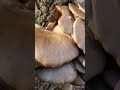 beautiful oyster mushroom growth in freezing temperatures wildedibles mushroom oystermushrooms