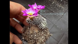 人見人愛的仙人掌物種- 乳突屬 煙火Mammillaria luethyi