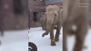 Ohio snowstorm closes Cincinnati Zoo, but the animals still have fun in the snow