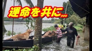 災害の中、一緒に暮らす犬を見捨てることができないと運命を共にした家族！