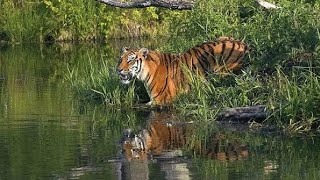 সরাসরি দেখুন || সুন্দরবনের যেই পয়েন্টে বাঘ 🐅 বেশি থাকে || The best habitats of Royel Bengal tiger 🐅