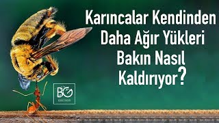 Karıncalar Kendi Ağırlıklarının Katlarca Fazlasını Nasıl Taşıyabiliyor?