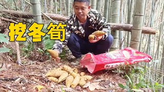 It's the season to dig winter bamboo shoots again, and Lao Luo is back with a full load.