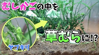 むしかごの中を草むらにしてやりました(キリギリス・ヤブキリ飼育)