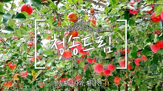 청송드림ㅣ🔔띵동😄청송황금사과가 도착했습니다🍎🤲 청송사과가 여러분을 찾아갑니다🎁