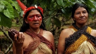 Ecuador tribe swaps hunting for cocoa farming to save forest
