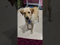 எனக்கு மொத்தம் 3 friends....... comedy funny labrador pets love petcomedy