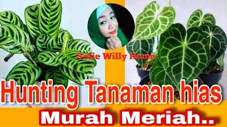 Hunting Tanaman hias // Berburu tanaman hias