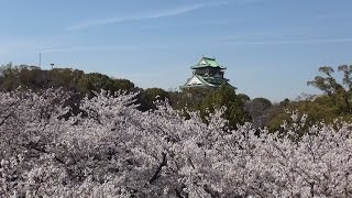 桜満開　大阪城　/　Osaka Castle - cherry blossom